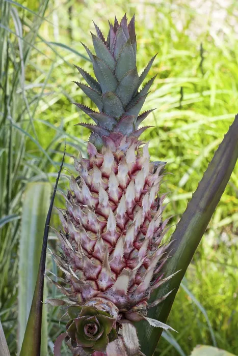 Impresión enmarcada : Piña (Ananas comosus) Impresión enmarcada : Piña (Ananas comosus)