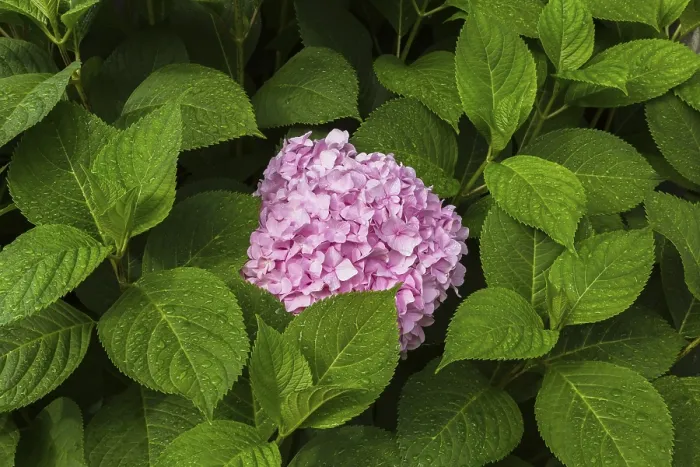 Impresión enmarcada : Hydrangea de hojas grandes rosada (Hydrangea macrophylla)