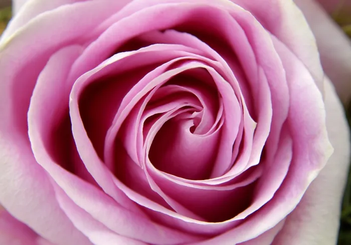 Impresión enmarcada : Rosas rosadas. Impresión enmarcada : Rosas rosadas.