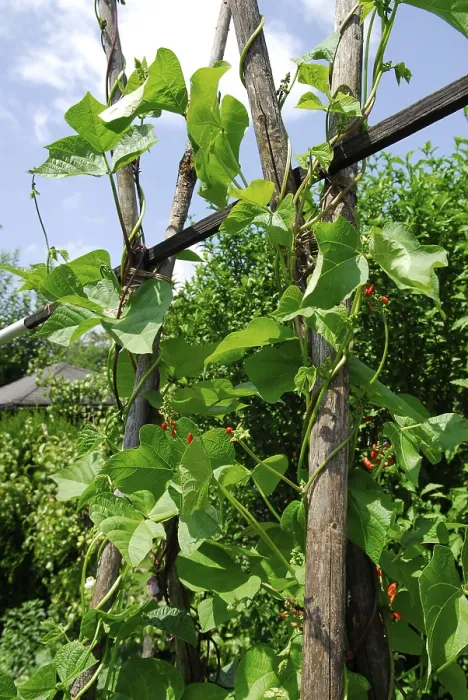Impresión enmarcada : Frijoles de viga.