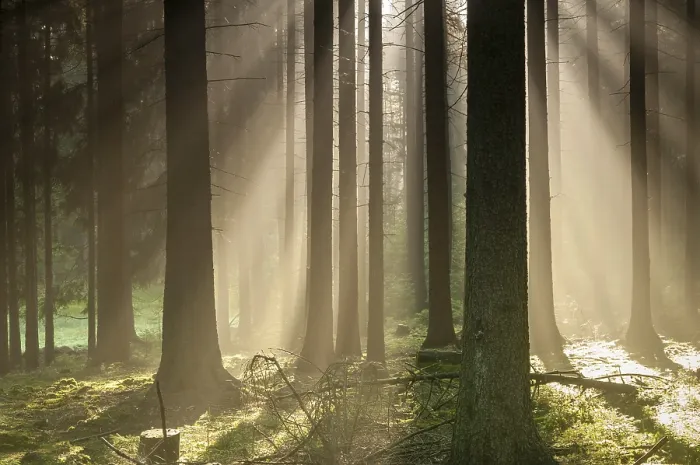 Impresión enmarcada : Bosque de Pollwitz, Turingia.