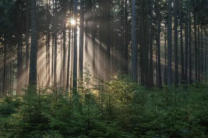 Impresión enmarcada : Bosque de Pollwitz, Turingia. Impresión enmarcada : Bosque de Pollwitz, Turingia.