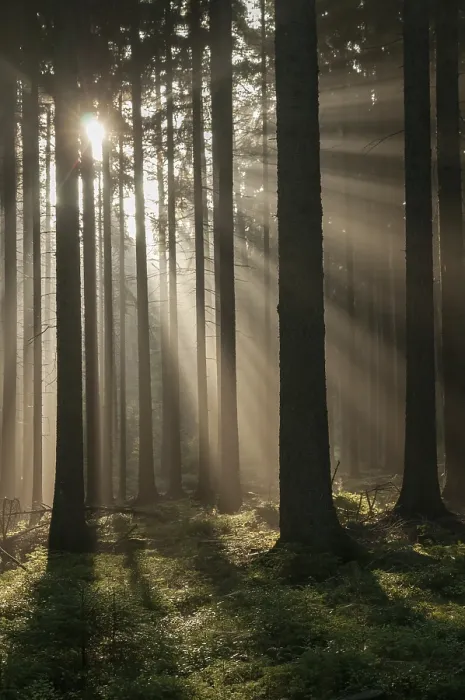 Impresión enmarcada : Bosque de Pollwitzer, Turingia.