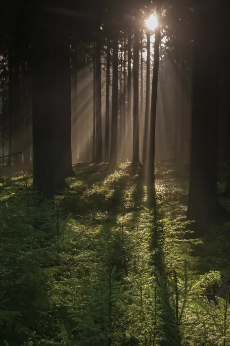 Impresión enmarcada : Bosque Pollwitzer, Turingia.