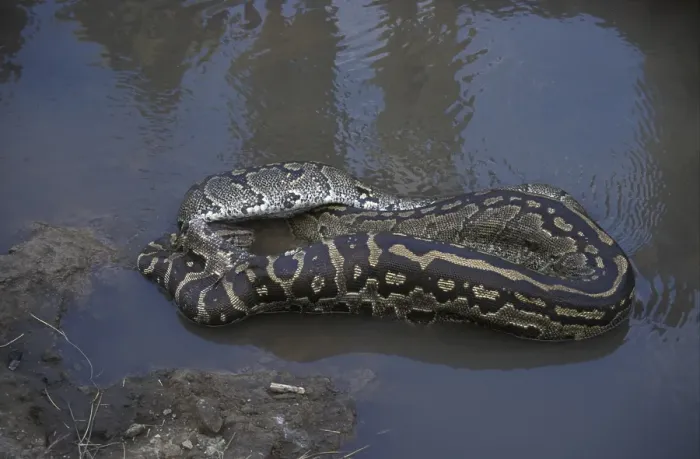 Impresión enmarcada : Pitón de Roca Africano (Python sabae)