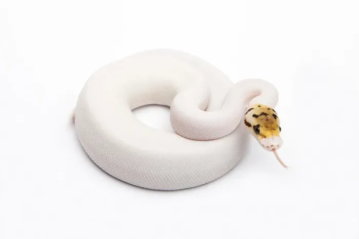 Impresión enmarcada : Pájaro Carpintero Piebald Ball Python o Royal Python (Python regius) Impresión enmarcada : Pájaro Carpintero Piebald Ball Python o Royal Python (Python regius)