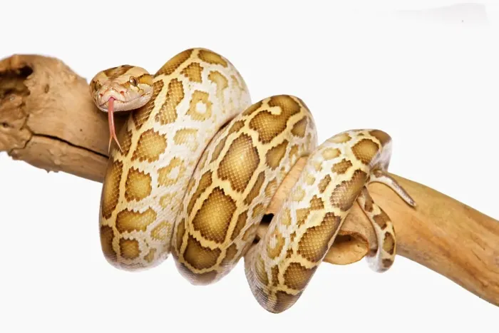 Impresión enmarcada : Pitón de Birmania (Python molurus bivittatus)