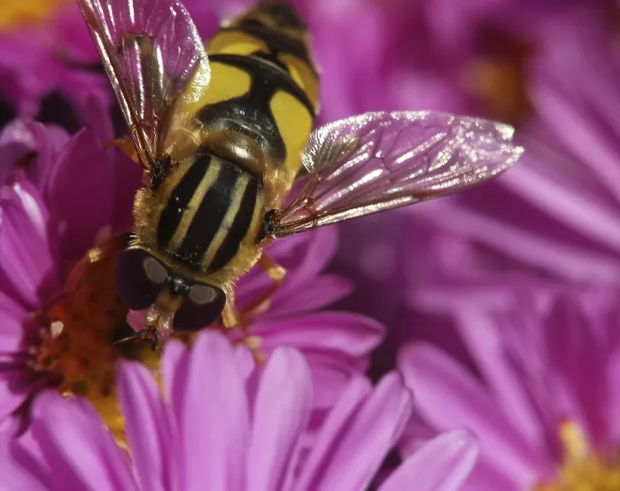 Impresión enmarcada : Mosca voladora bebiendo néctar.