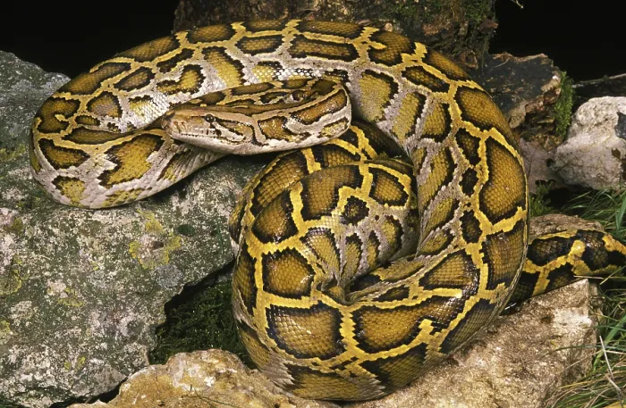 Impresión enmarcada : INDIAN Serpiente de la India (python molurus)