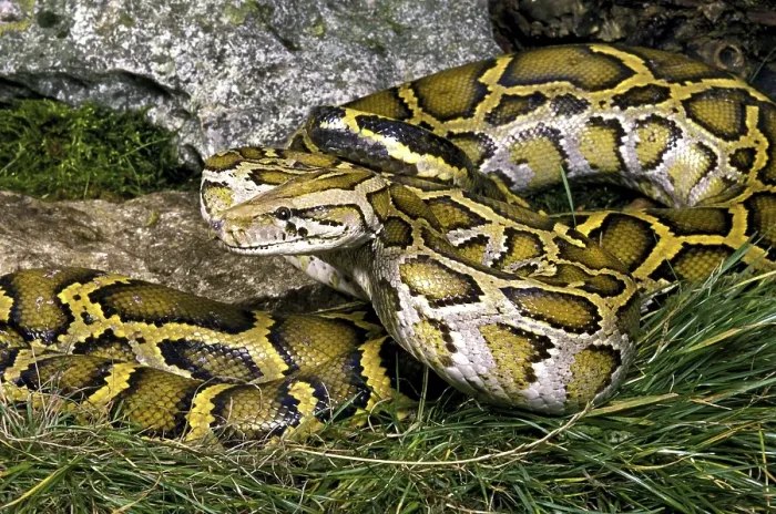 Impresión enmarcada : Pitón indio (Python molurus)