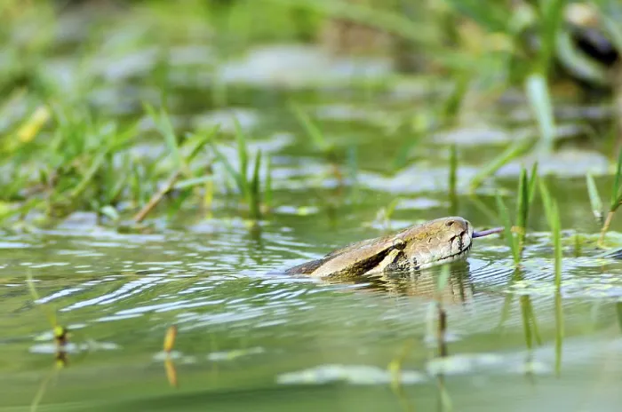 Impresión enmarcada : La serpiente de la India (Python molurus)