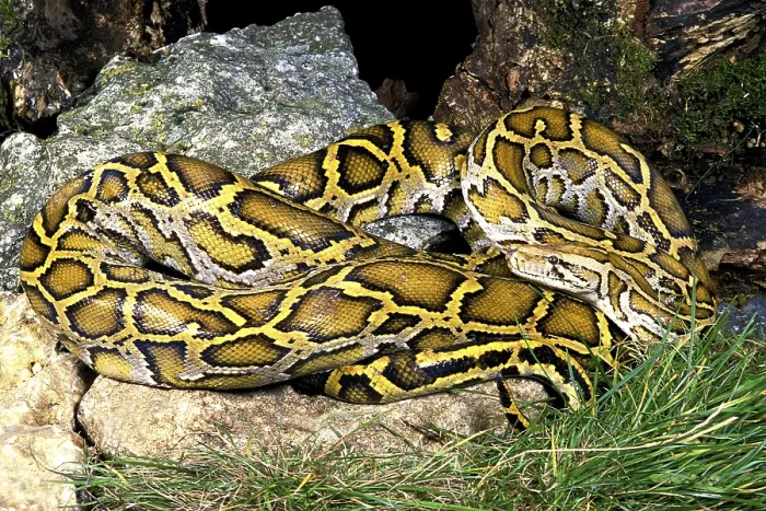 Impresión enmarcada : Pitón indio (Python molurus)