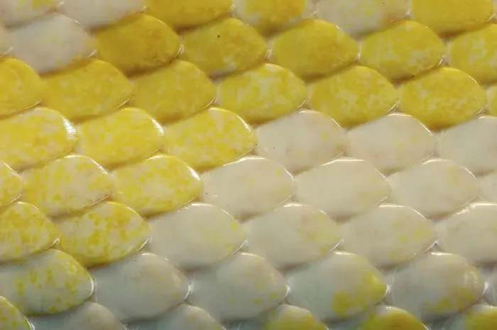 Impresión enmarcada : Pitón indio (Python molurus bivittatus)