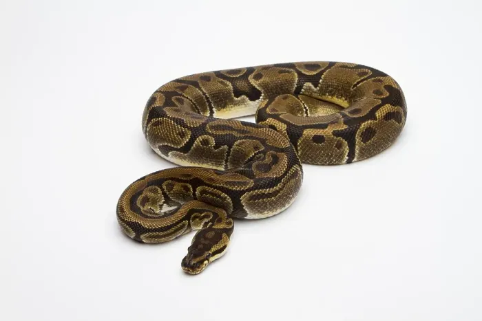Impresión enmarcada : 'Matanic Ball Python o Royal Python (Python regius)'.