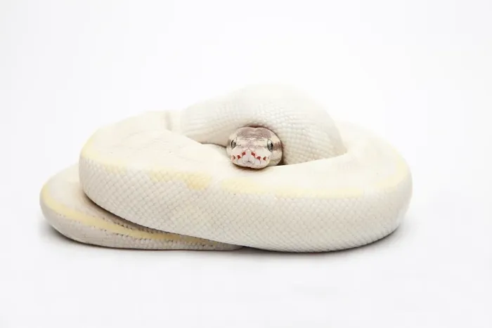 Impresión enmarcada : Bola de Opal Diamante Ball Python o Royal Python (Python regius) Impresión enmarcada : Bola de Opal Diamante Ball Python o Royal Python (Python regius)