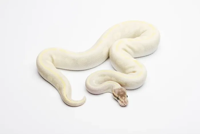 Impresión enmarcada : La Opalina, Ball Python o Royal Python (Python regius).