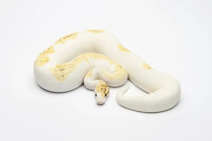 Impresión enmarcada : Paradoja Super Fuego Pelicano Ball Python o Royal Python (Python regius)