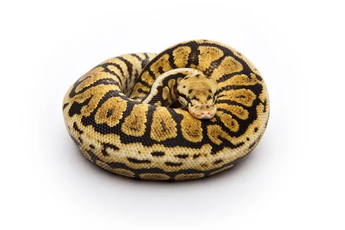 Impresión enmarcada : Ball Python o Royal Python (Python regius)