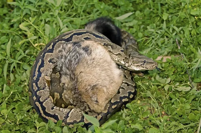 Impresión enmarcada : El python está estrangulando a un joven chacal.
