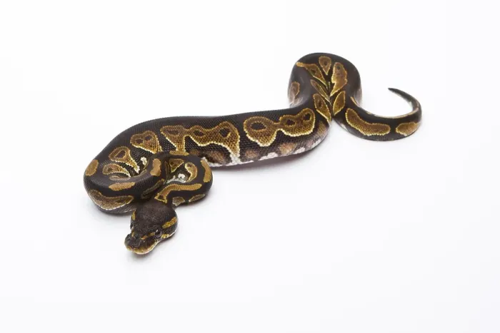 Impresión enmarcada : Pitón Real (Python regius), Cabeza Negra.