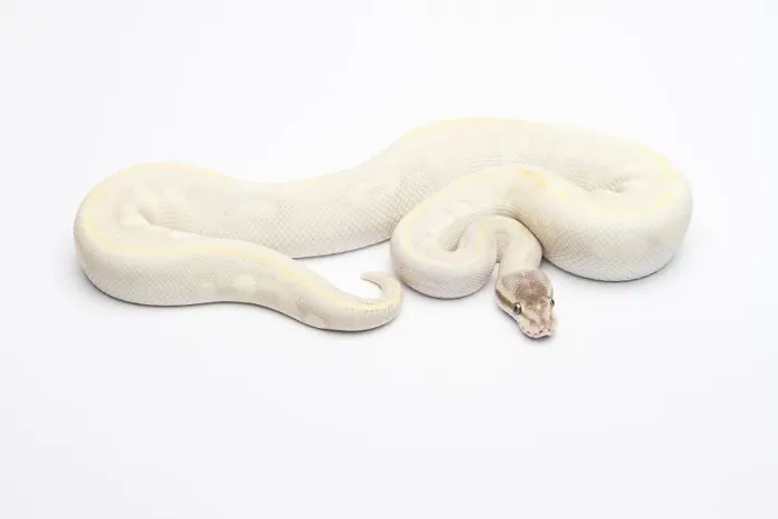 Impresión enmarcada : Pitón Real (Python regius), Diamante Opal.
