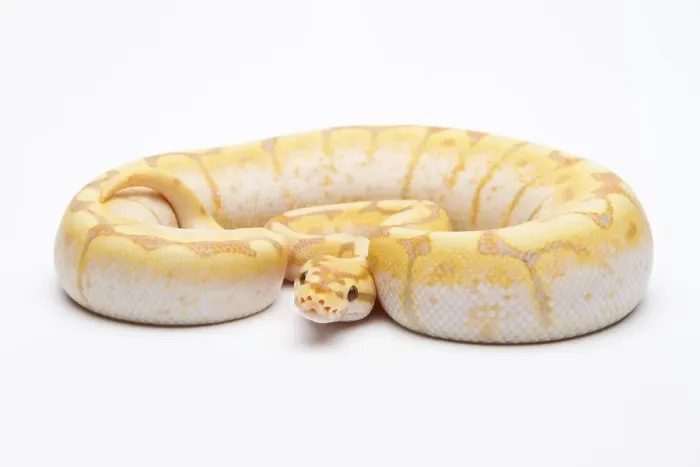 Impresión enmarcada : Pitón Real (Python regius), Araña CG.