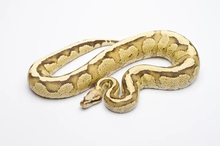 Impresión enmarcada : Pitón Real (Python regius), Crema de Vainilla. Impresión enmarcada : Pitón Real (Python regius), Crema de Vainilla.