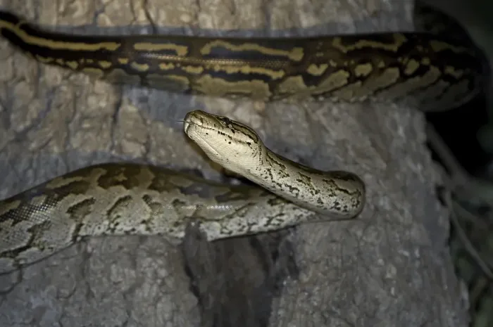 Impresión enmarcada : Pitón de Roca del Sur de África (Python natalensis)
