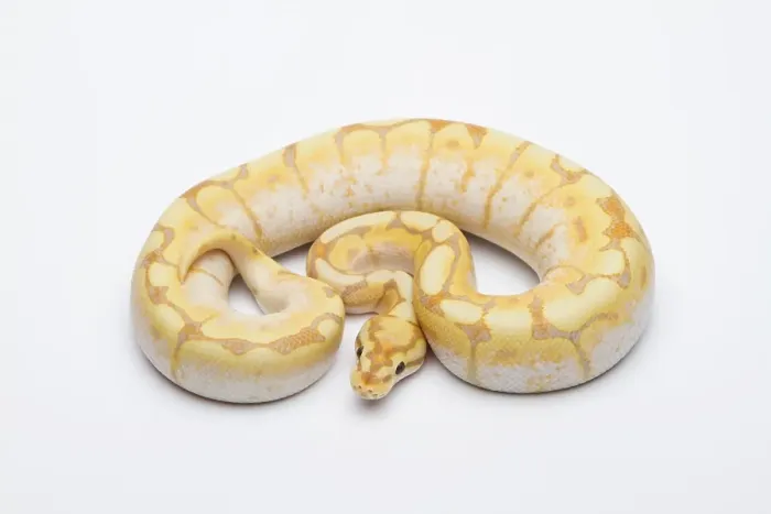 Impresión enmarcada : Araña CG Ball Python o Royal Python (Python regius)