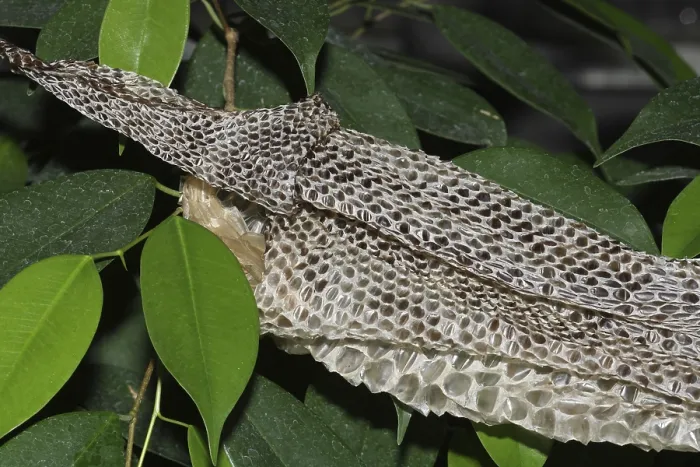 Impresión enmarcada : Tigre pitón, piel de rayas (Python molurus bivittatus).