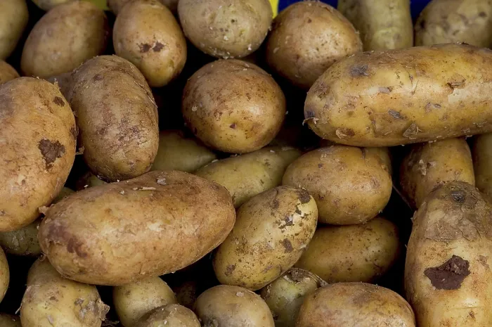 Impresión enmarcada : Potatoes Impresión enmarcada : Potatoes