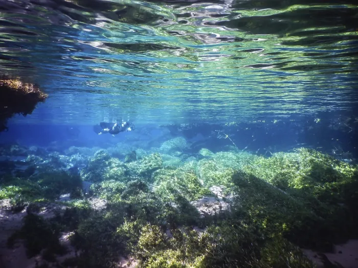 Impresión enmarcada : Practicar buceo y snorkel.