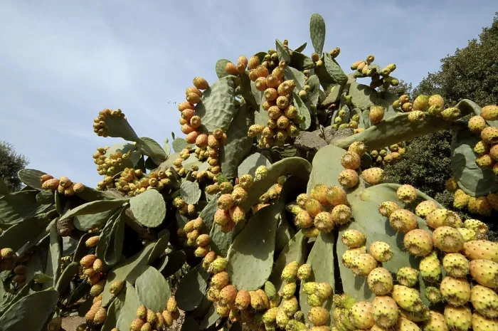 Impresión enmarcada : Cactus de Baya
