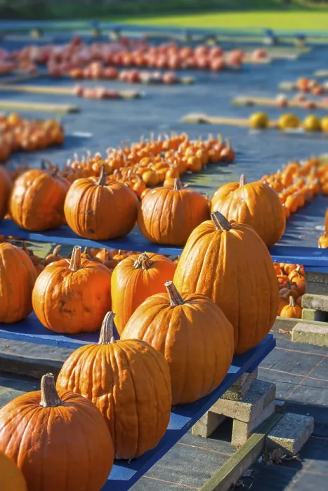 Impresión enmarcada : Pumpkin Impresión enmarcada : Pumpkin