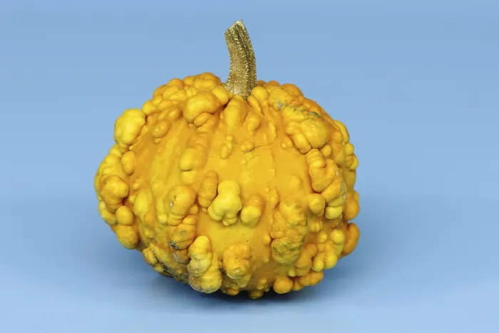 Impresión enmarcada : Calabaza Frederic  /  (Cucurbita spec)