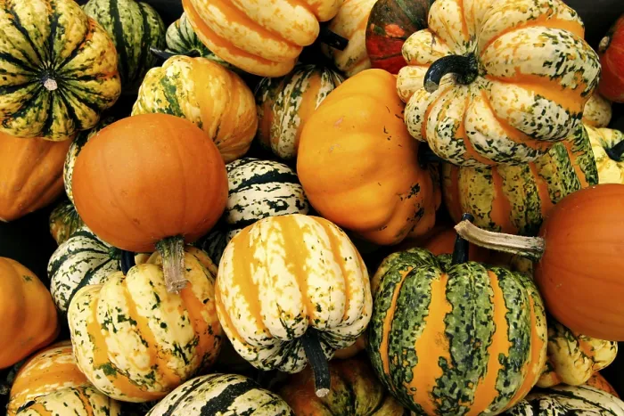 Impresión enmarcada : Pumpkins Impresión enmarcada : Pumpkins