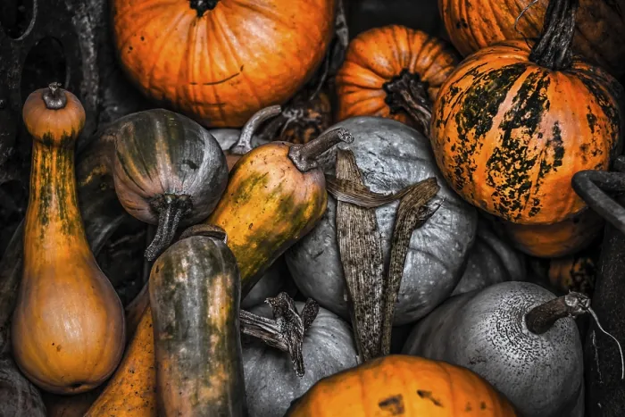 Impresión enmarcada : Pumpkins Impresión enmarcada : Pumpkins