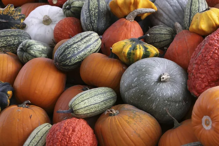 Impresión enmarcada : Pumpkins Impresión enmarcada : Pumpkins
