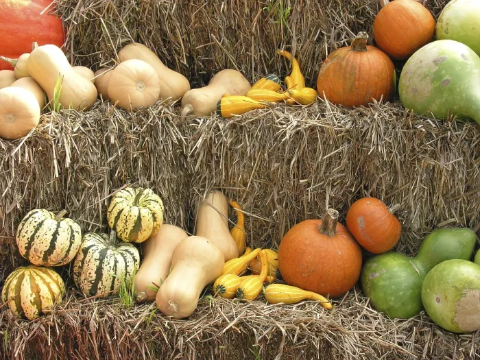 Impresión enmarcada : Pumpkins Impresión enmarcada : Pumpkins