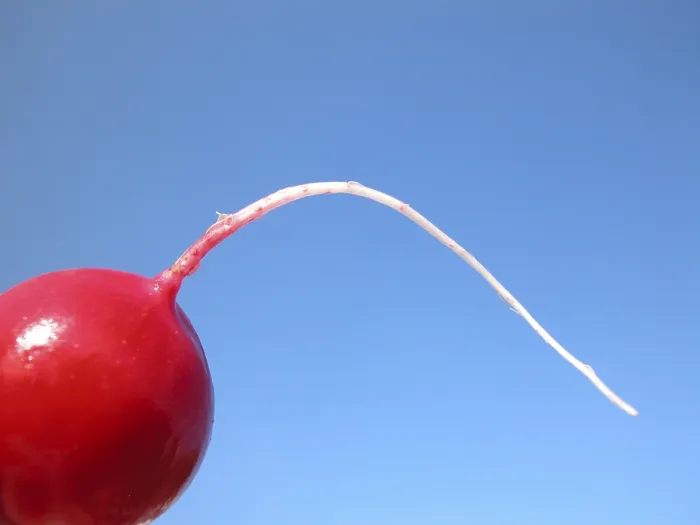 Impresión enmarcada : Radish Impresión enmarcada : Radish