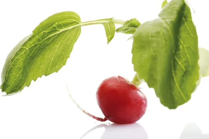 Impresión enmarcada : Radish Impresión enmarcada : Radish