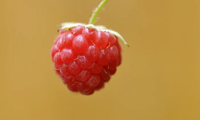 Impresión enmarcada : Frambuesa (Rubus idaeus) Impresión enmarcada : Frambuesa (Rubus idaeus)