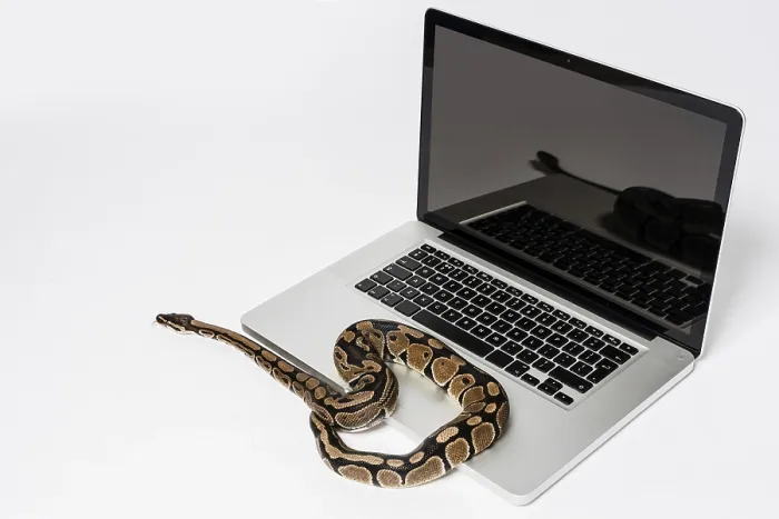 Impresión enmarcada : Serpiente de python real y computadora portátil. Impresión enmarcada : Serpiente de python real y computadora portátil.