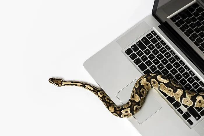 Impresión enmarcada : Serpiente de python real y computadora portátil.