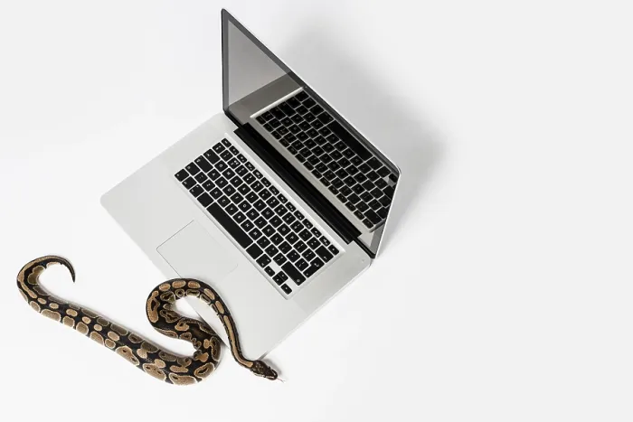 Impresión enmarcada : Serpiente de python real y computadora portátil.