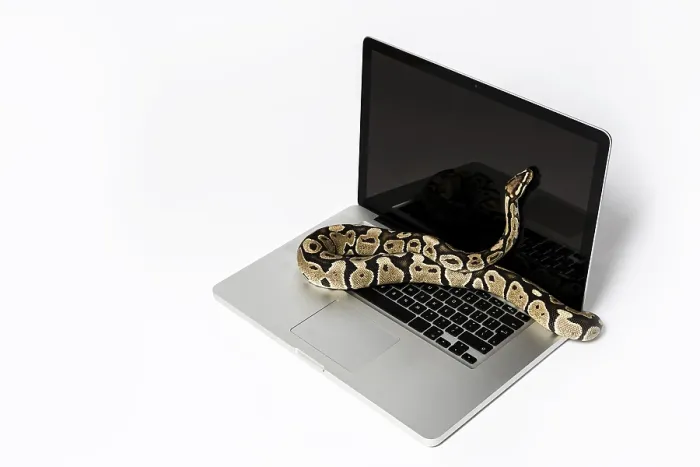 Impresión enmarcada : Serpiente real de Python y computadora portátil. Impresión enmarcada : Serpiente real de Python y computadora portátil.