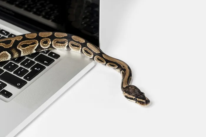Impresión enmarcada : Serpiente de python real y computadora portátil. Impresión enmarcada : Serpiente de python real y computadora portátil.