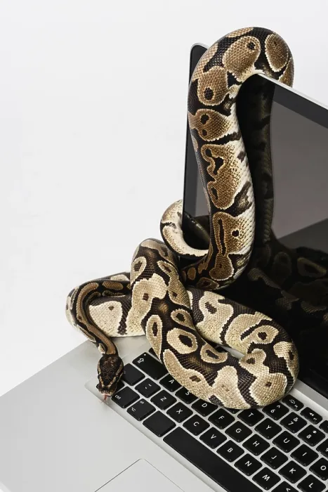 Impresión enmarcada : Serpientes de python reales y computadora portátil.