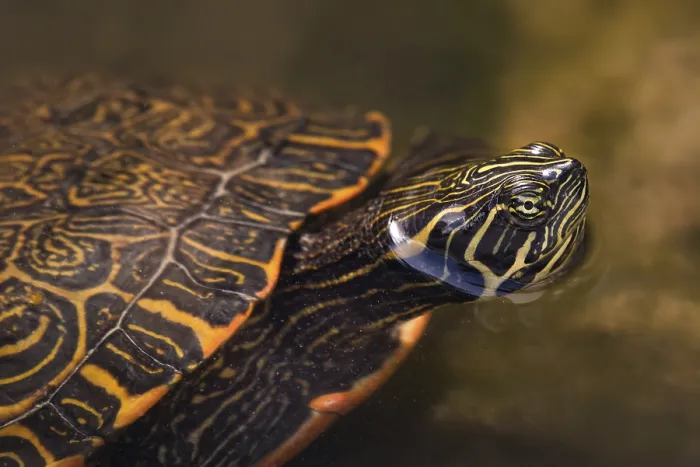 Impresión enmarcada : Tortuga de mejillas rojas (Trachemys scripta elegans)