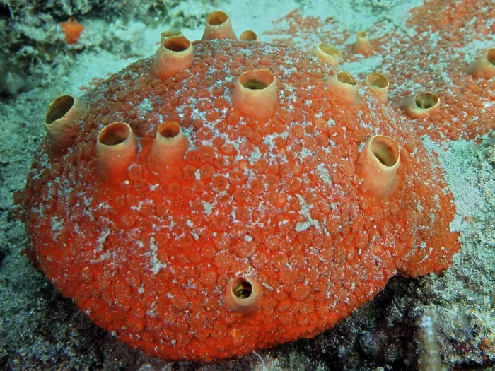 Impresión enmarcada : Redrillante esponja de carbón (Cliothosa delitrix). Impresión enmarcada : Redrillante esponja de carbón (Cliothosa delitrix).
